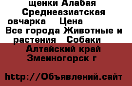 щенки Алабая (Среднеазиатская овчарка) › Цена ­ 15 000 - Все города Животные и растения » Собаки   . Алтайский край,Змеиногорск г.